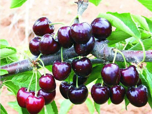 摘過(guò)之后的吉塞拉櫻桃苗需要如何補(bǔ)肥料呢？